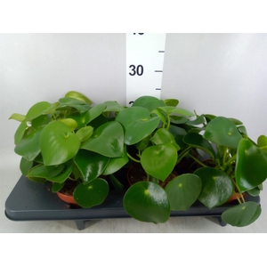 Peperomia polybotrya 'Raindrop'