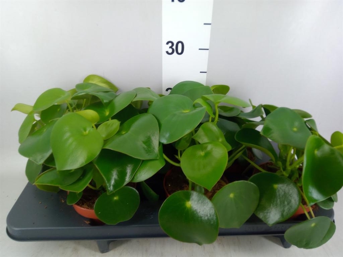 <h4>Peperomia polybotrya 'Raindrop'</h4>
