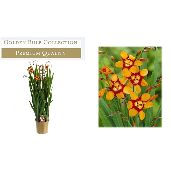<h4>crocosmia emily mckenzie</h4>