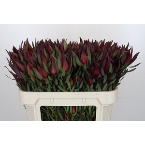 Leucadendron Saf Sunset Dark R.Spray