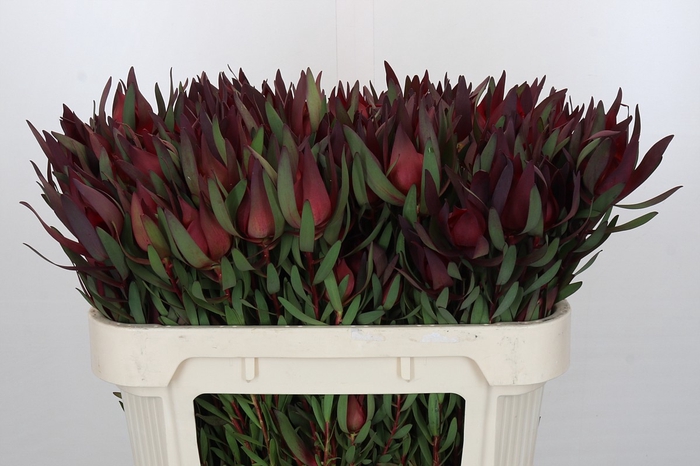 <h4>Leucadendron Saf Sunset Dark R.Spray</h4>