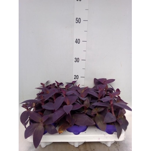 Tradescantia   ...