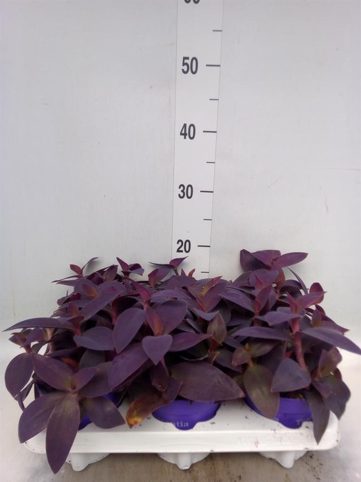 <h4>Tradescantia   ...</h4>