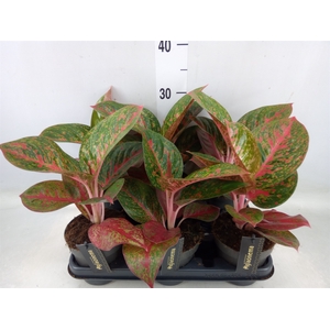 Aglaonema   ...