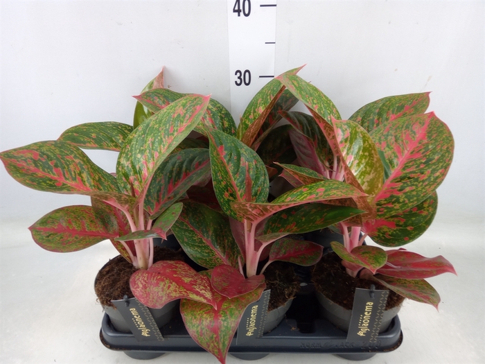 <h4>Aglaonema   ...</h4>