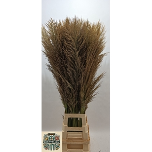 CORTADERIA OV