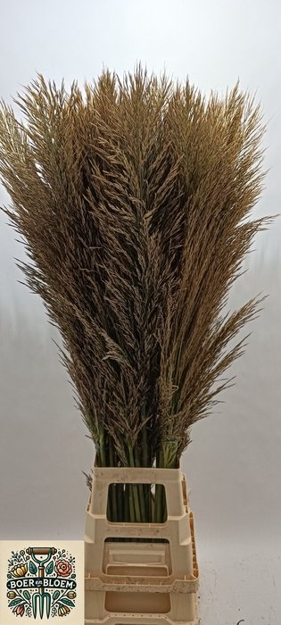<h4>CORTADERIA OV</h4>