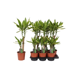 Dracaena frag. Golden Coast