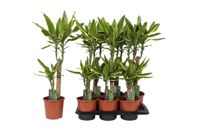 <h4>Dracaena frag. Golden Coast</h4>