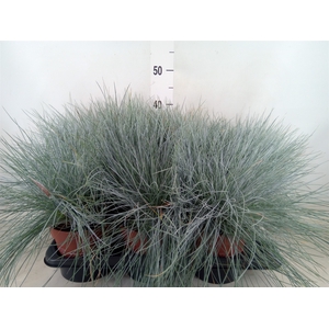 Festuca glauca 'Intens Blue'