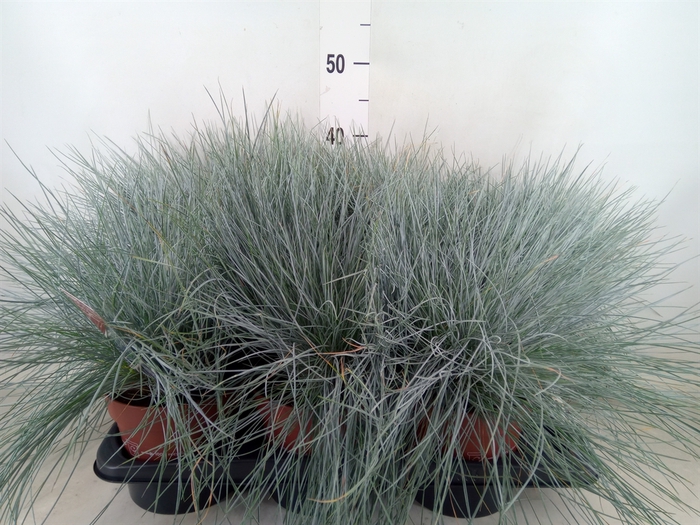 <h4>Festuca glauca 'Intens Blue'</h4>
