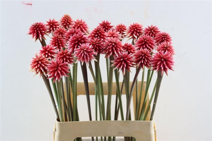 <h4>Inirida Flower Winter</h4>