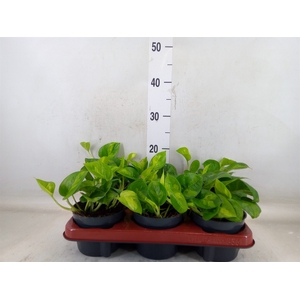Epipremnum pinn. 'Global Green'