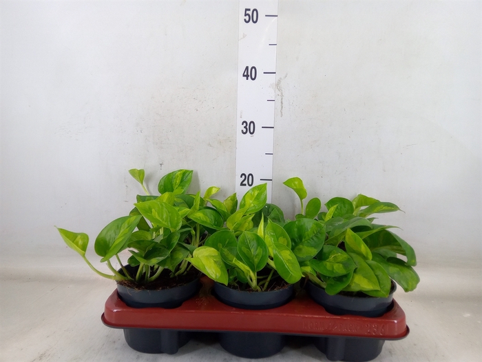 <h4>Epipremnum pinn. 'Global Green'</h4>