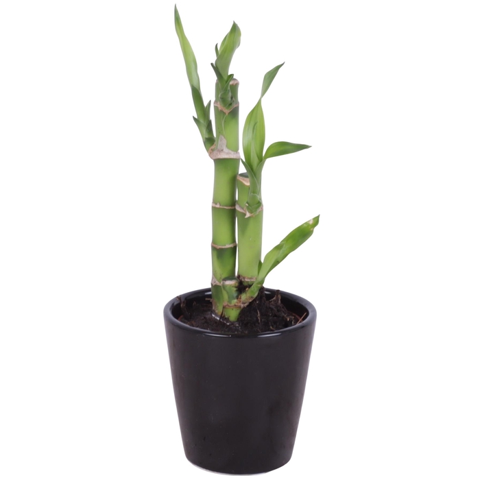 <h4>Lucky Bamboo Toef in Ceramic Pot Black Ø07cm</h4>