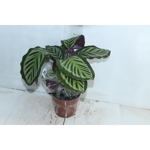 CALATHEA CORA P17