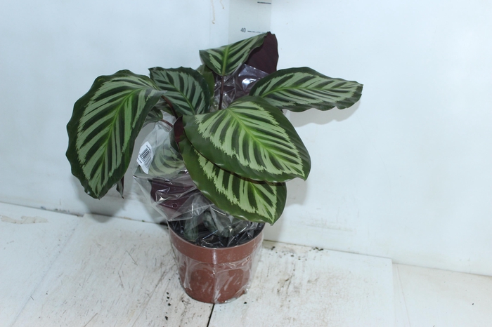 <h4>CALATHEA CORA P17</h4>