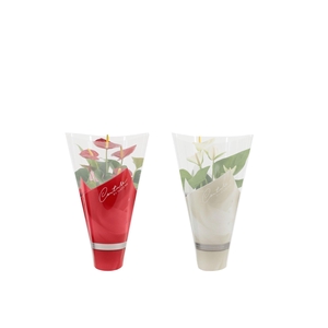 Anthurium 12 cm Red & White mix in Couture sleeve