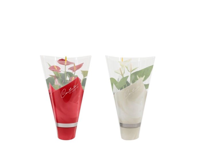 <h4>Anthurium 12 cm Red & White mix in Couture sleeve</h4>