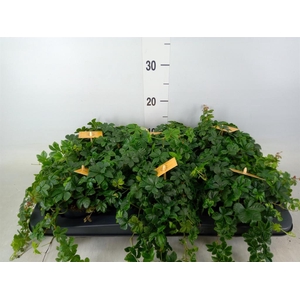 Parthenocissus inserta