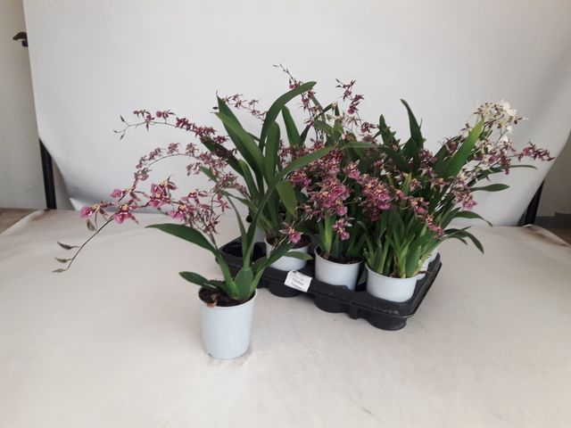 ONCIDIUM OV