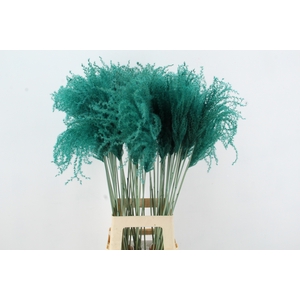 DF Miscanthus 90cm Aqua