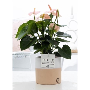 Anthurium pink (Spirit) in P&PURE Rosy ceramics