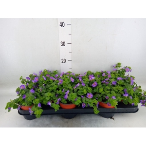 Sutera  'Blue Showers'