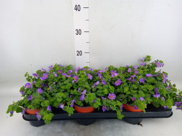 <h4>Sutera 'Blue Showers'</h4>