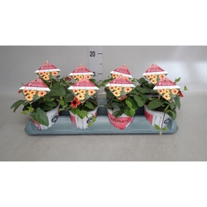 Thunbergia alata   ...