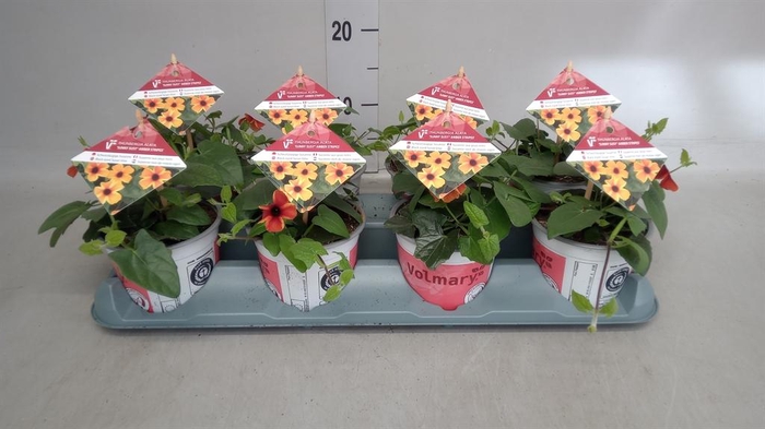 <h4>Thunbergia alata   ...</h4>