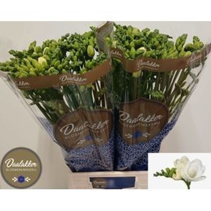 <h4>Freesia du Essence</h4>