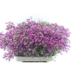 Chamelaucium Jupiter Purple