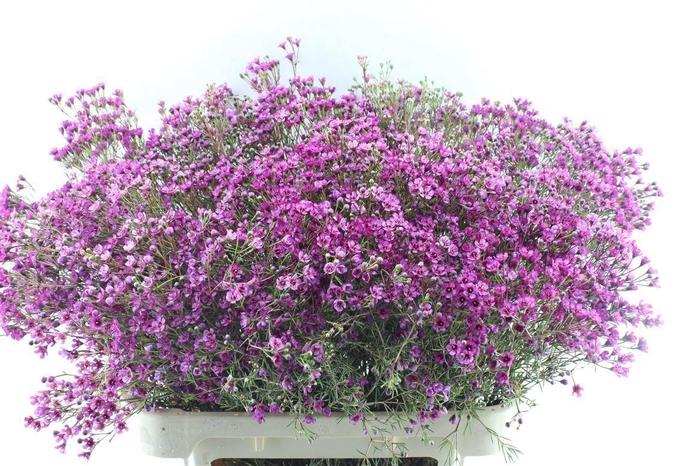 <h4>Chamelaucium Jupiter Purple</h4>