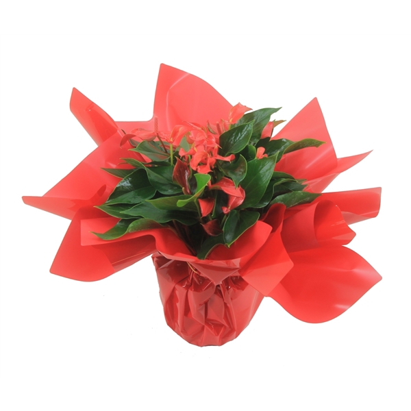 <h4>Anthurium XL.67 Trillions Red 14cm met rode rondello</h4>