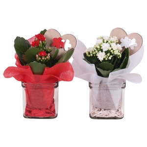 Valentine Arr. Indoor Glass Accuglas Square Ø08cm 1PP