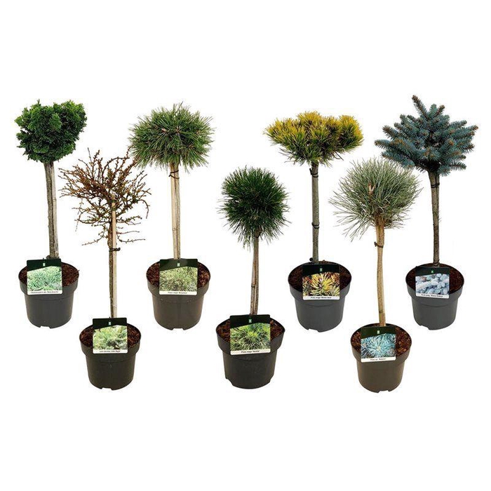 <h4>Mixlaag veredelde coniferen exclusief</h4>