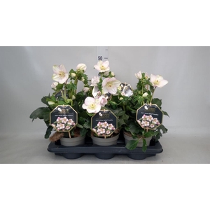 Helleborus  'Winter Ballet'   ..mix
