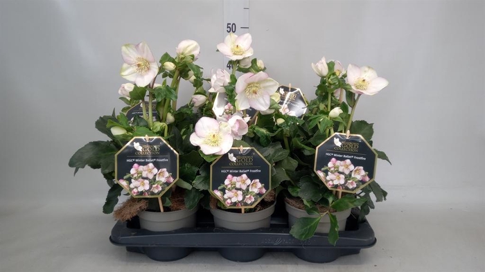 <h4>Helleborus  'Winter Ballet'   ..mix</h4>
