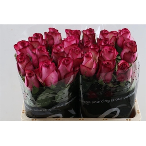 R Gr Carousel Box