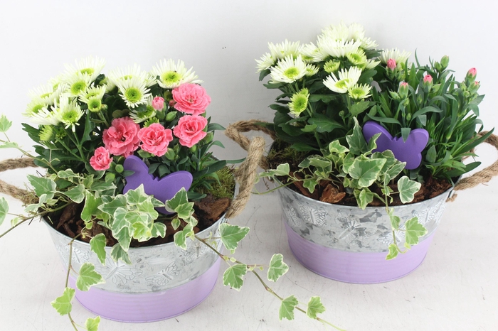 <h4>arr4 Outdoor PL - Zink rond vlinder lila</h4>