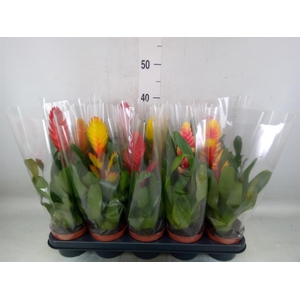 Vriesea   ...mix 6