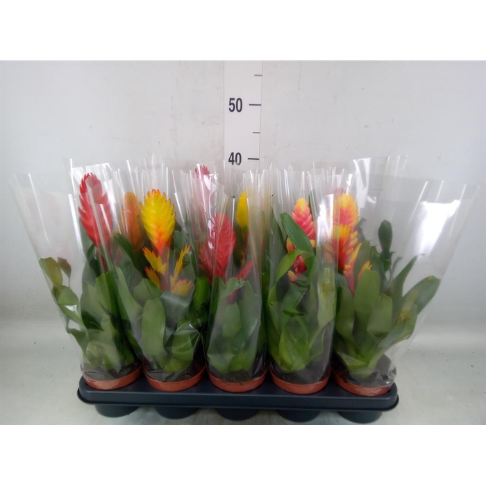 <h4>Vriesea   ...mix 6</h4>