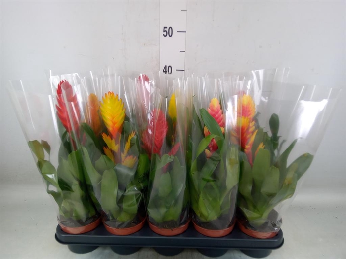 <h4>Vriesea   ...mix 6</h4>