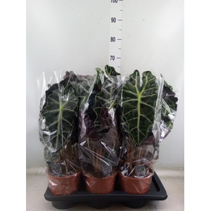 Alocasia amazonica 'Polly'