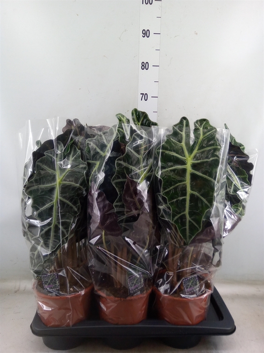 <h4>Alocasia amazonica 'Polly'</h4>