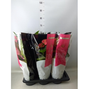 Anthurium andr. 'Maine'