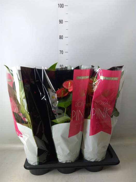 <h4>Anthurium andr. 'Maine'</h4>