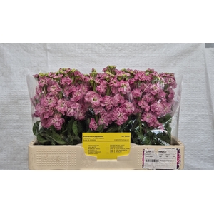 MATTH STOX ROSE PINK