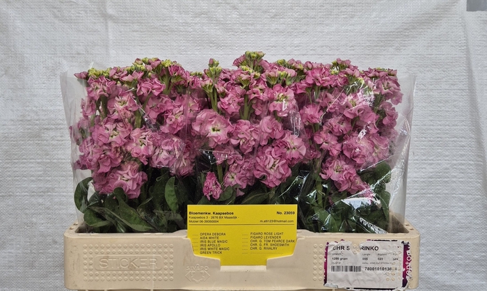 <h4>MATTH STOX ROSE PINK</h4>